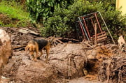 Ao menos 400 espécies da fauna e flora foram impactadas pelo desastre.