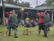 Quase cem pássaros são resgatados de campeonato ilegal de canto em SP