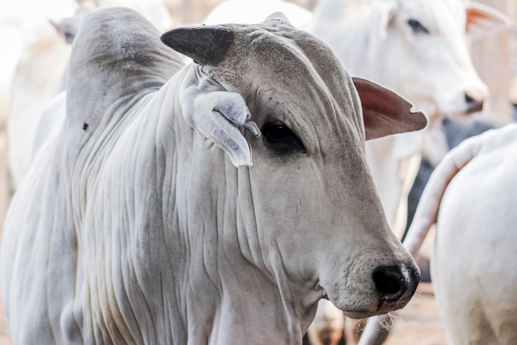 pará, boi, vaca louca - protocolo