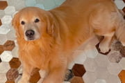 Golden retriever Joca morreu em voo da Gol