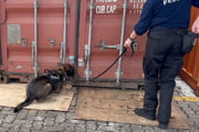 Pastor alemão Kaoma, da Receita Federal, durante operação no Porto de Santos que culminou com apreensão de cocaína no Porto de Santos