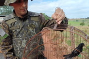 Seis aves silvestres que estavam em cativeiro em Teodoro Sampaio (SP) foram soltas na natureza