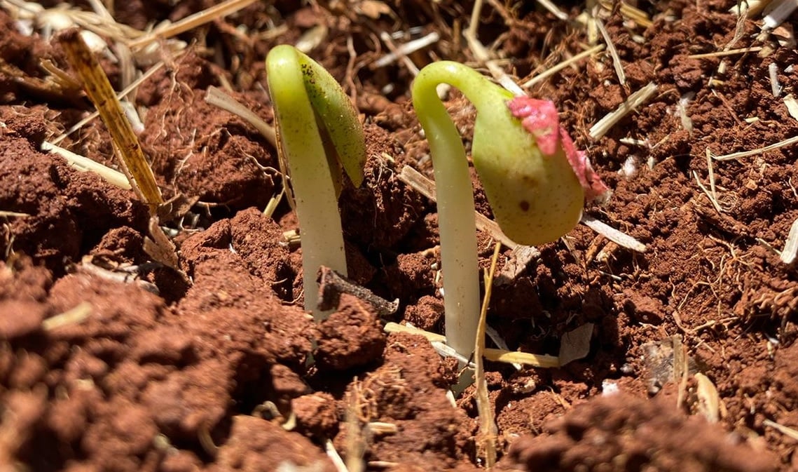 plantio de soja em não-me-toque - rio grande do sul - fazenda irmãos guadagnin