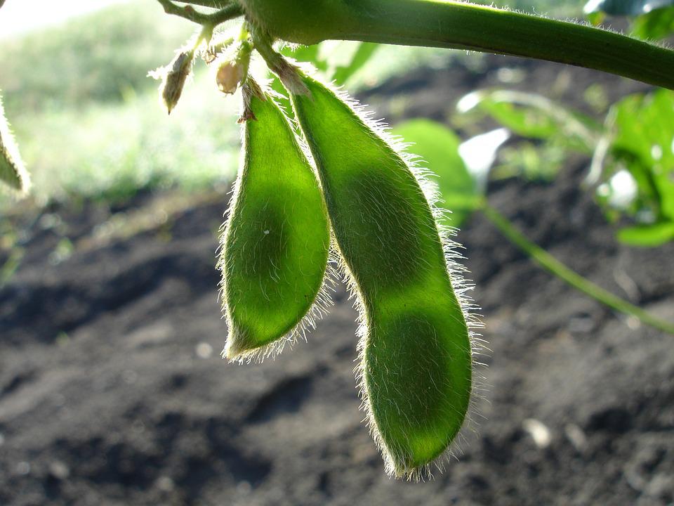 soja verde na lavoura, moratória da soja