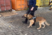 Uruk, pastor belga malinois da Receita Federal, participa de operação no Porto de Santos que culminou com apreensão de cocaína no Porto de Santos