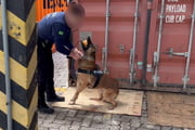 Uruk, pastor belga malinois da Receita Federal, participa de operação no Porto de Santos que culminou com apreensão de cocaína no Porto de Santos