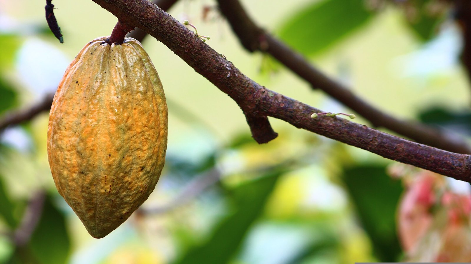 Cacau em pauta. Estados se reúnem para discutir monilíase do cacaueiro