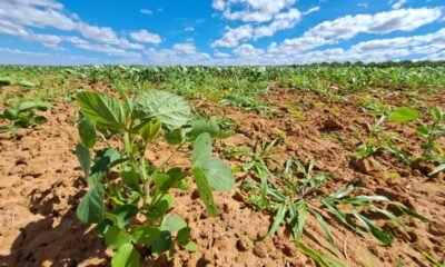 Mapa regionaliza calendário agrícola da Bahia para Safra 2025/26