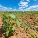Mapa regionaliza calendário agrícola da Bahia para Safra 2025/26