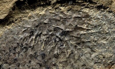Cientistas fazem descoberta sobre fóssil de 500 milhões de anos