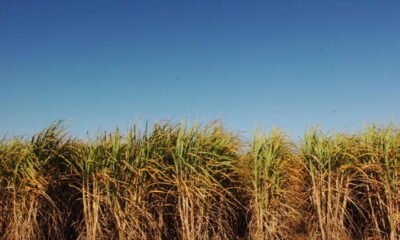 Etanol tem alta nas vendas, mas cotações do açúcar caem