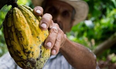 Cresce em 300% o uso de assistente virtual que dá dicas de preço e cultivo de cacau