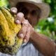 Cresce em 300% o uso de assistente virtual que dá dicas de preço e cultivo de cacau