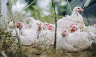 Avicultura baiana reforça medidas sanitárias contra gripe aviária