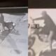 Na calada da madrugada, ladrão furta motocicleta em pleno centro de João Pinheiro