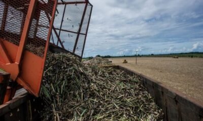 Moagem de cana tem retração de 6% na primeira quinzena de maio
