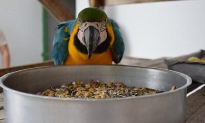 Mais de 20 araras-canindé passam por reabilitação para voltar à natureza