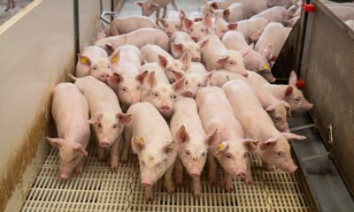 Suíno vivo mantém preços estáveis na semana do dia das mães