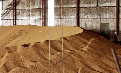 Duas vidas perdidas em silos de grãos acendem alerta sobre a segurança no campo