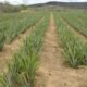 Brasil ganha zoneamento climático do abacaxi para todos os municípios