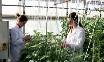 Novos zoneamentos climáticos tendem a ampliar produção de batata