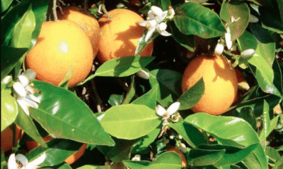 Laranja encerra o mês de abril em queda