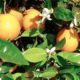 Laranja encerra o mês de abril em queda
