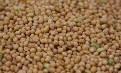 Alta oferta e trégua entre EUA e China pressionam preços da soja
