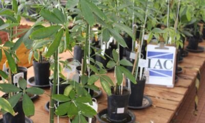 Inoculante biológico melhora crescimento de Paineira Rosa