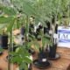 Inoculante biológico melhora crescimento de Paineira Rosa