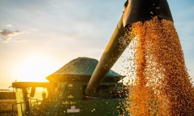 Bahia bate recorde de produtividade de soja e atinge média de 68 sc/ha na safra 2024/25
