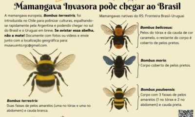 Abelha invasora começa a ser monitorada na fronteira gaúcha