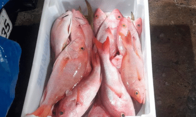 Pescadores são multados em R0 mil por pesca ilegal de pargo