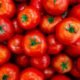 Tomate sofre queda nos preços com avanço da safra e baixa demanda