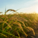 Indicador do Cepea para o arroz em casca cai para o menor nível desde julho de 2022