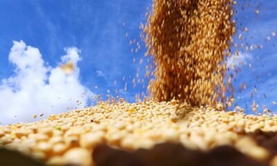 Saiba como ficou o mercado de soja após os números do USDA