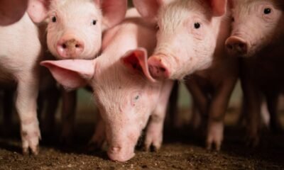 preços do animal vivo e da carne voltam a cair
