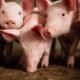 preços do animal vivo e da carne voltam a cair