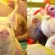 Resistência aos antimicrobianos é tema de fórum em Brasília
