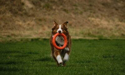 Por que cachorros comem objetos?