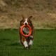 Por que cachorros comem objetos?