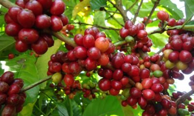 Colheita do café começa em algumas áreas de cultivo