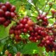 Colheita do café começa em algumas áreas de cultivo