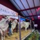 Pecuária brasileira atinge marco histórico com recorde do pacote genético de Parla FIV AJJ