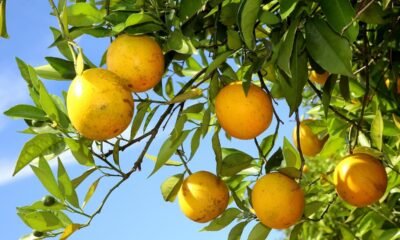Safra de laranja deve crescer 36% após pior desempenho em quase quatro décadas