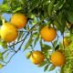 Safra de laranja deve crescer 36% após pior desempenho em quase quatro décadas