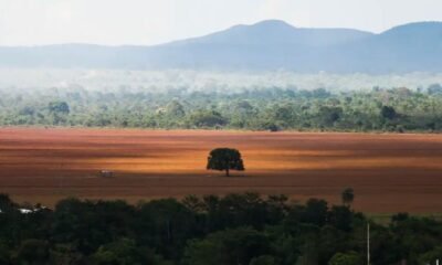 Desmatamento recua em cinco dos seis biomas brasileiros em 2024