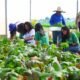 Fazenda Modelo capacita jovens e ajuda instituições sociais
