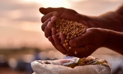 Com USDA à vista, comercialização de soja dispara no Brasil; como ficou o mercado?