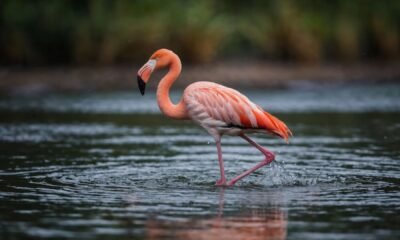 Estratégia de caça curiosa dos flamingos é descoberta